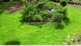 چمن کاری و محوطه سازی